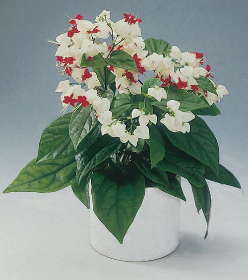 Clerodendrum thomsoniae.jpg