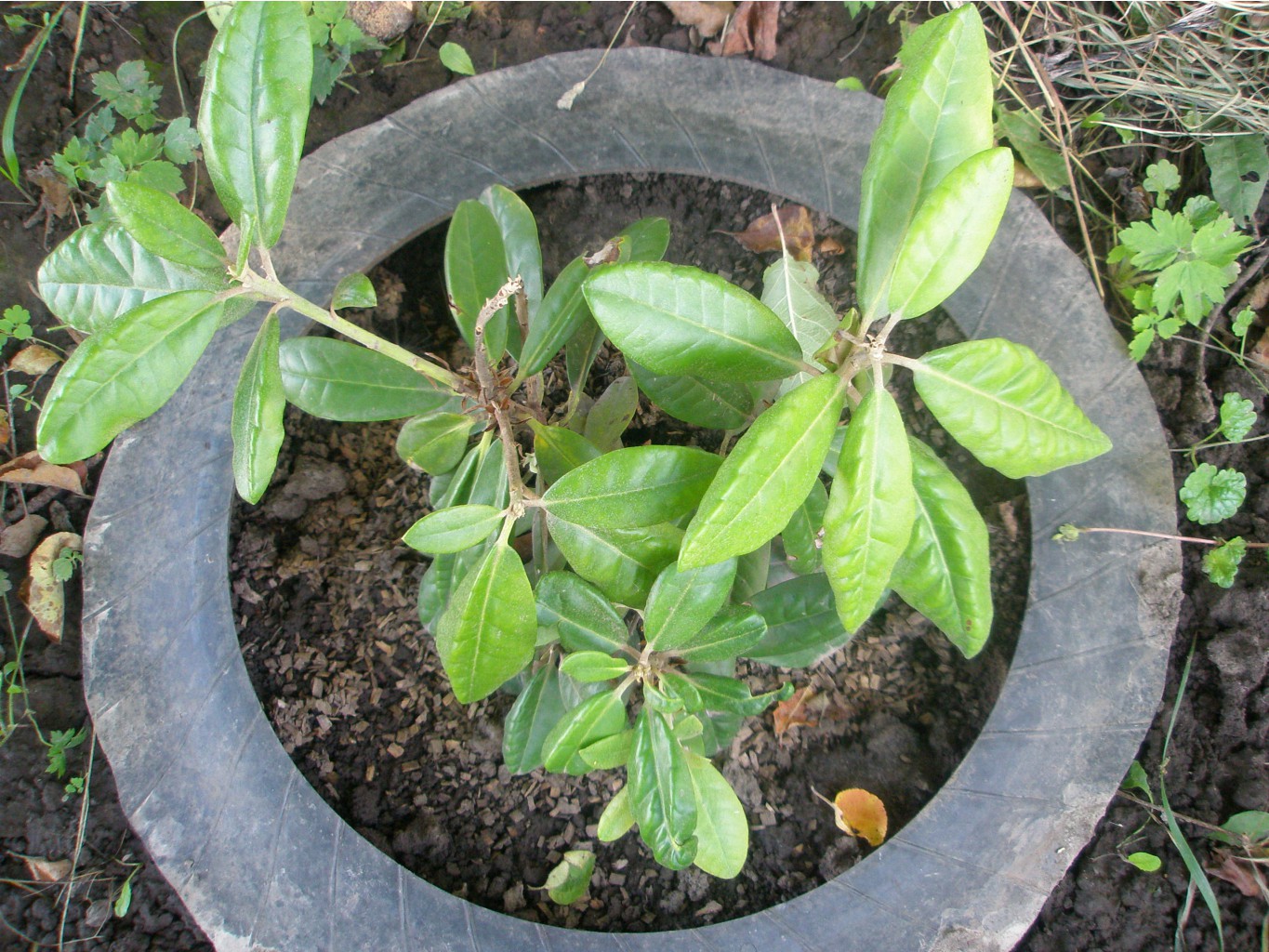    (Rhododendron Helliki)  .JPG