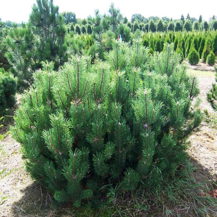 осна горная Пумилио|Pinus mugo var.mughus  20-25см   С3 -200р