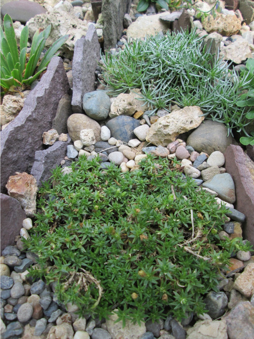 IMG 5081.JPG