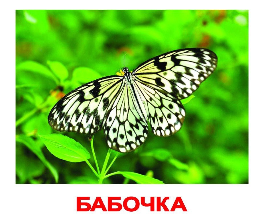 КОМПЛЕКТ КАРТОЧЕК “НАСЕКОМЫЕ” Артикул: 0300 - 145 руб.