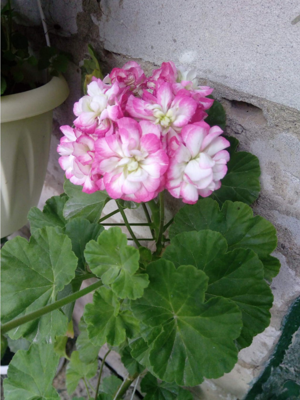 Apple Blossom Rosebud