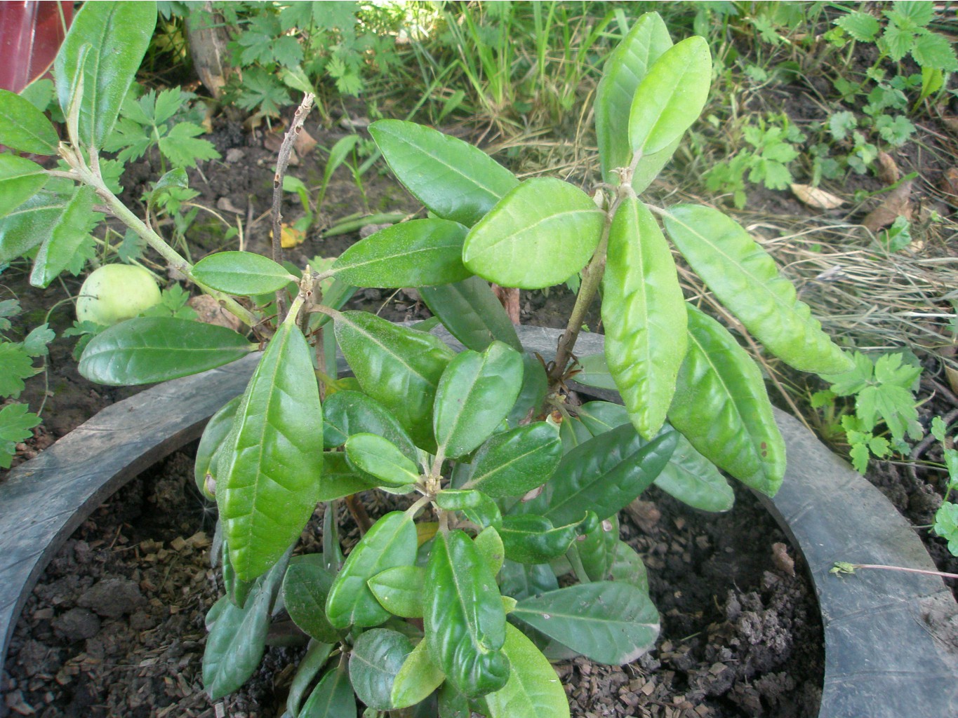    (Rhododendron Helliki)  .JPG