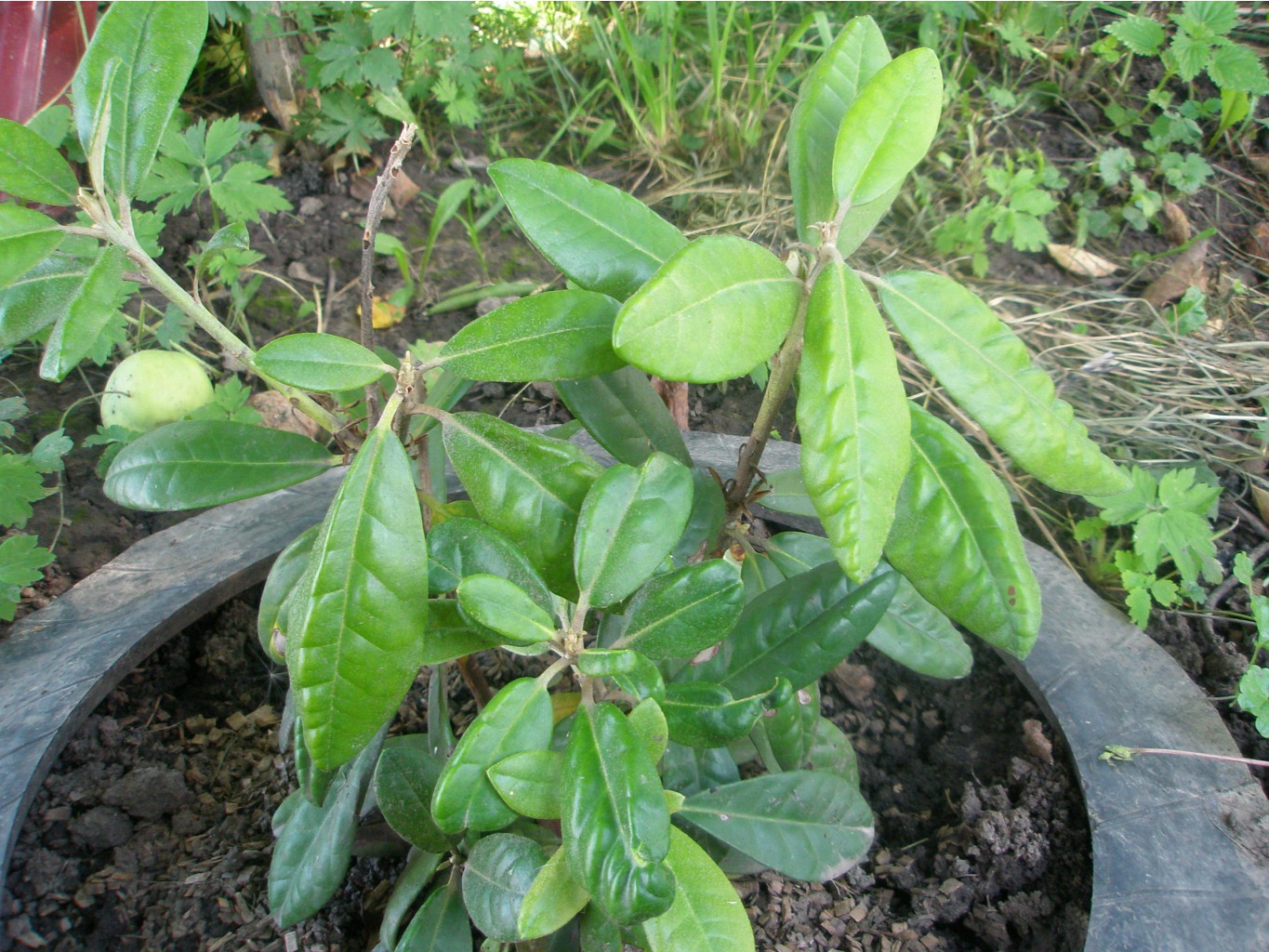    (Rhododendron Helliki)  .JPG