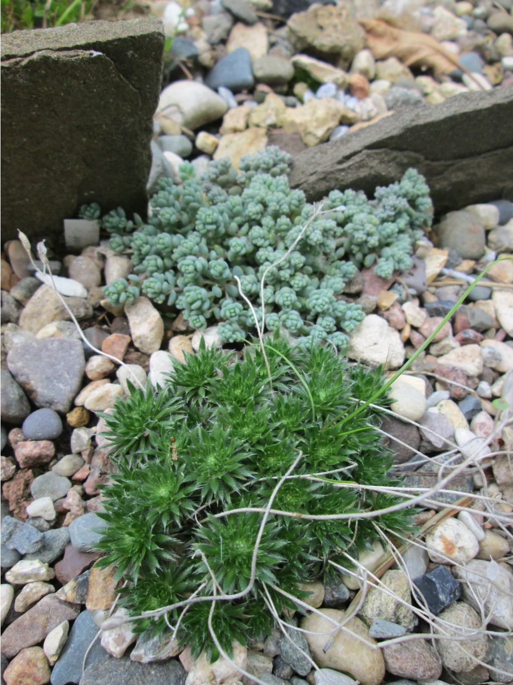 IMG 5085.JPG
