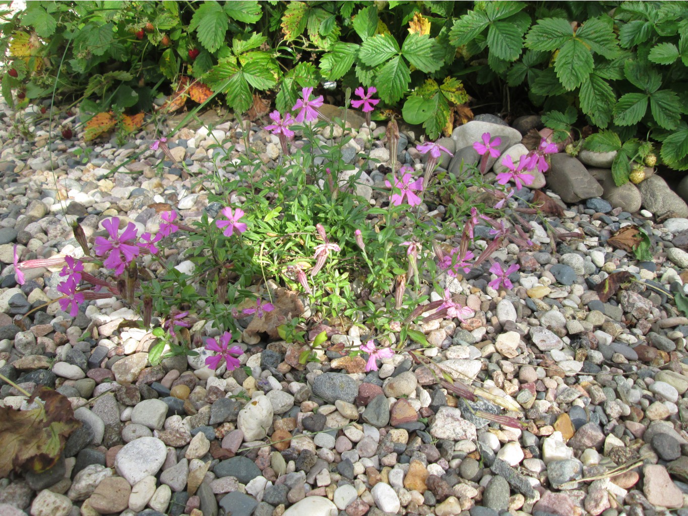 IMG 5051.JPG