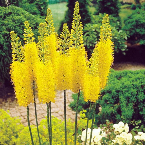  Eremurus bungei stenophyllus