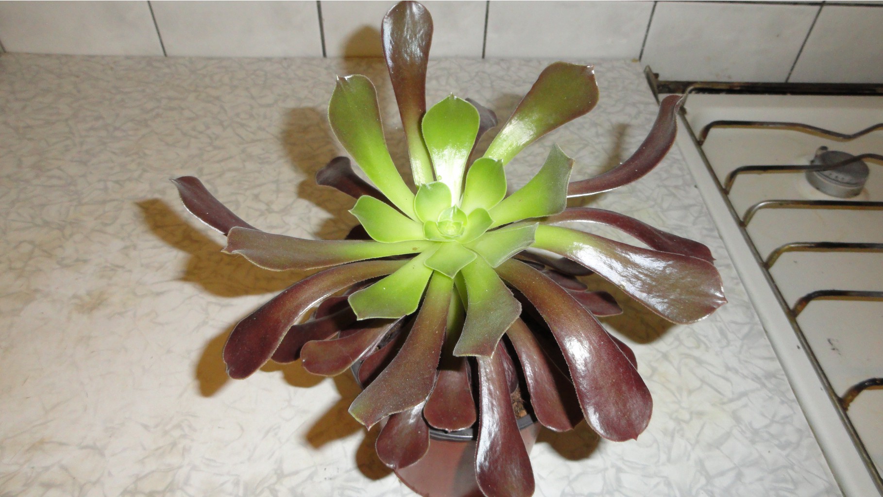    ( Aeonium Atropurpureum)-