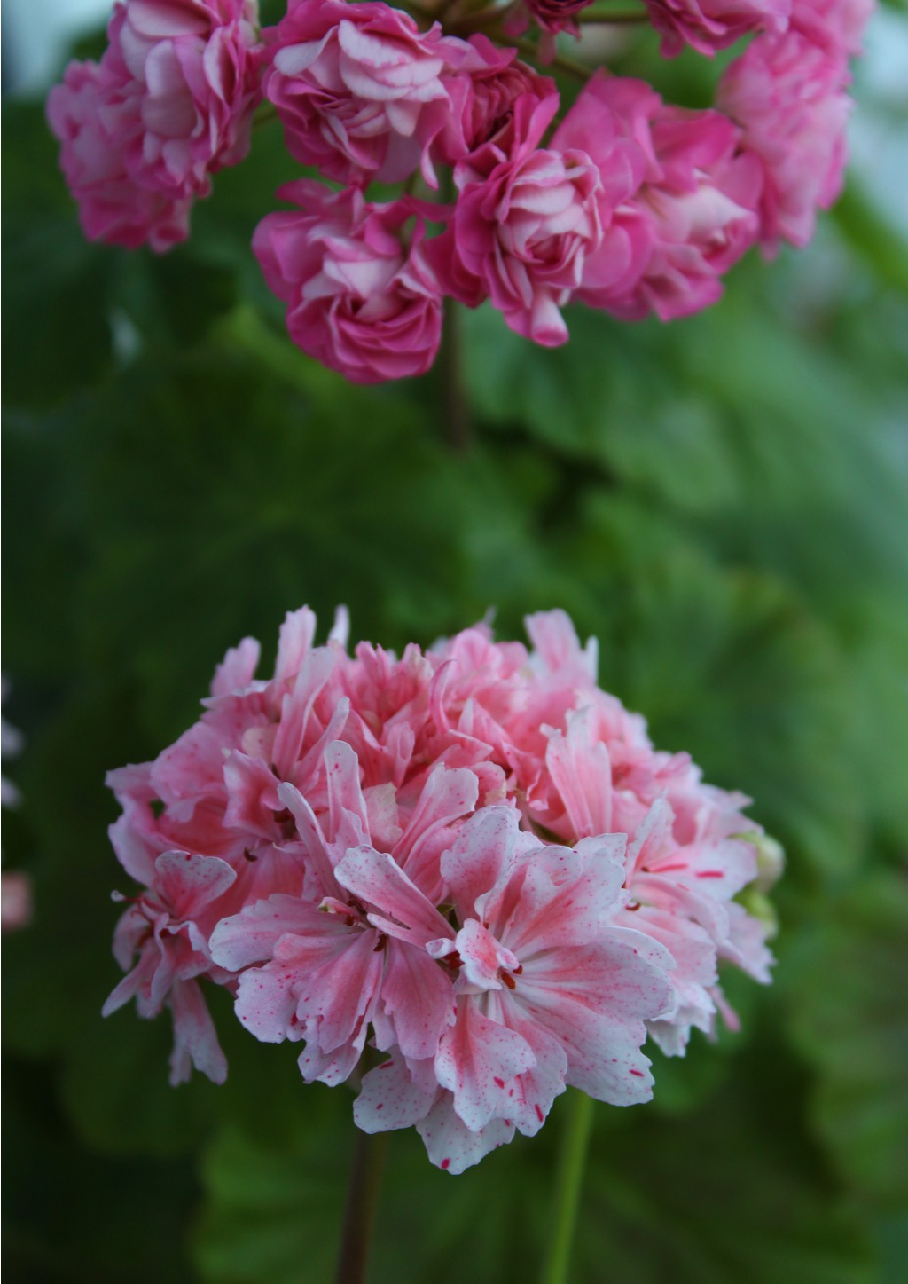 Godshill  Australien Pink Rosebud.jpg