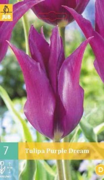 Tulipa Purple Dream, 3   , 80+18%, 5.jpg