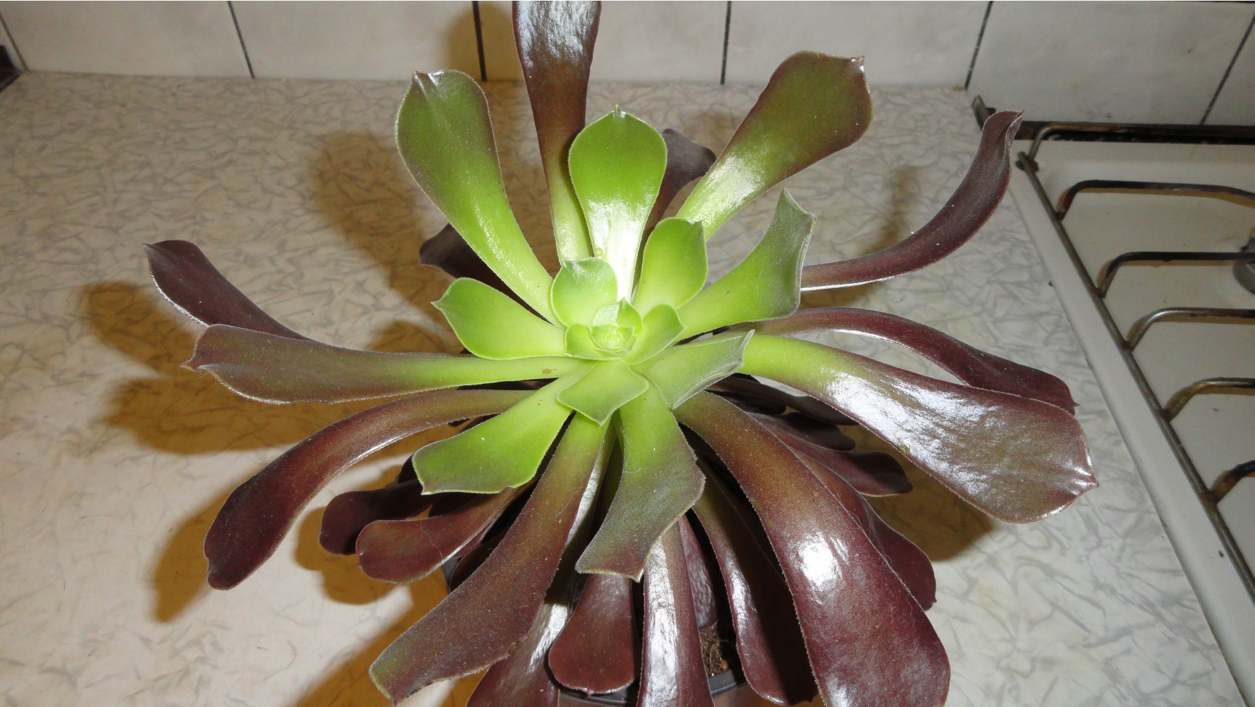    ( Aeonium Atropurpureum)-