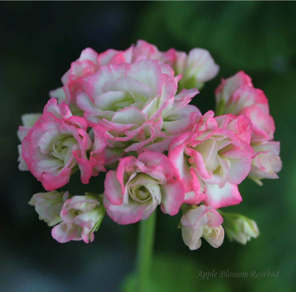 Appleblossom rosebud.jpg