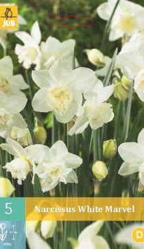 307.010,  (Narcissus) White Marvel, 5   , 194+18%, 1.jpg