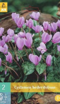309.250,  (Cyclamen) hederifolium, 2   , 222+18%, 1.jpg