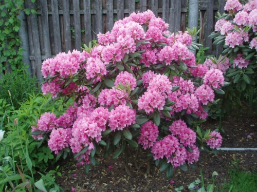 Rhododendron hubr. Haaga 