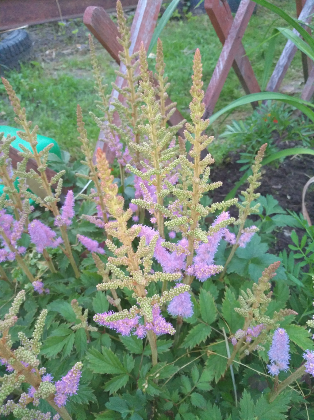 IMG 20170811 194928.jpg