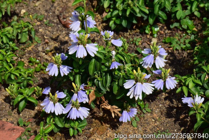  ( Sclerochiton harveyanus.)-  .... ..