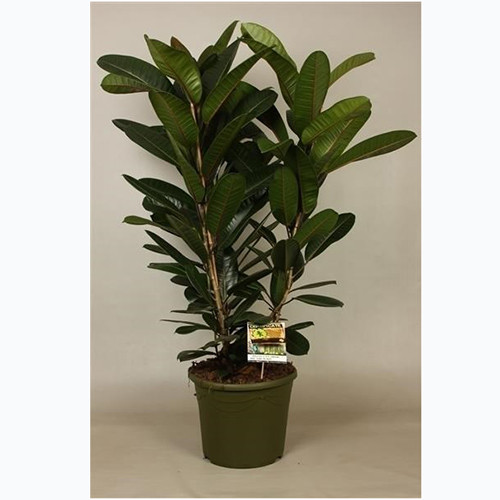   ( Ficus americana Aubl. subsp. guianensis) - 550  .