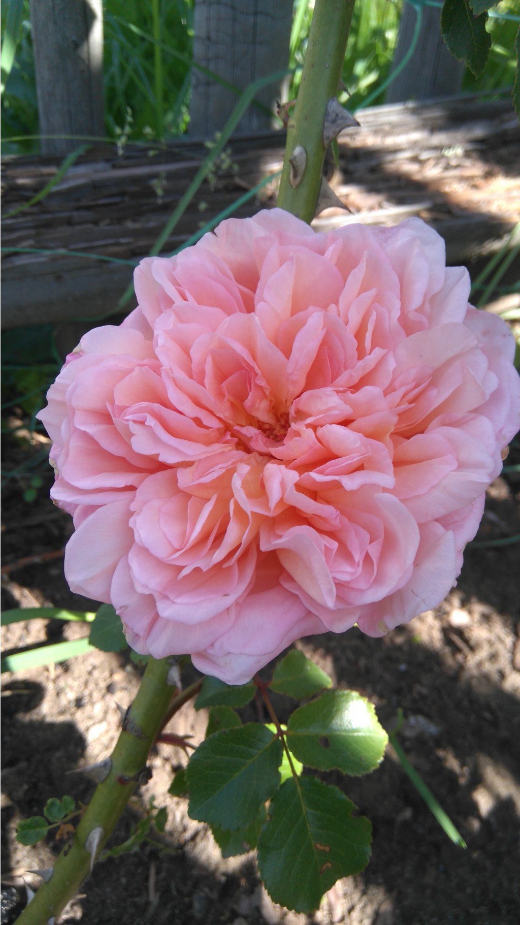 Abraham Darby.JPG