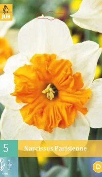 306.300,  (Narcissus) Parisienne, 5   , 213, 2 — .jpg