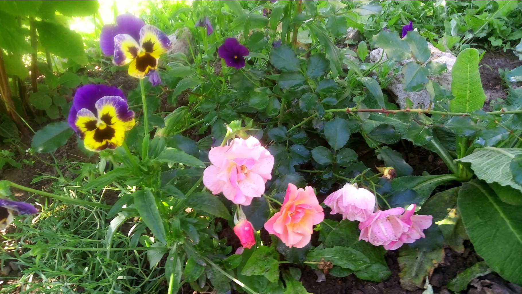 2017-08-13 14-13-08.JPG