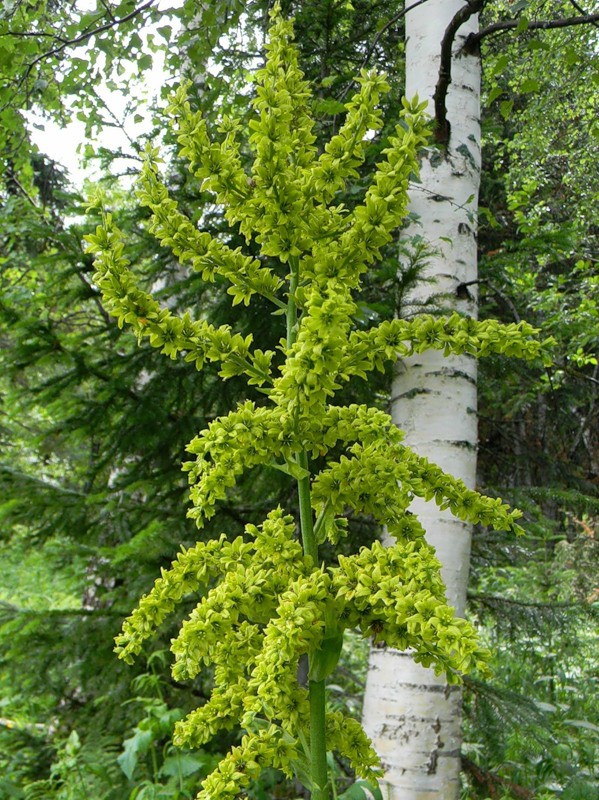 Veratrum lobelianum