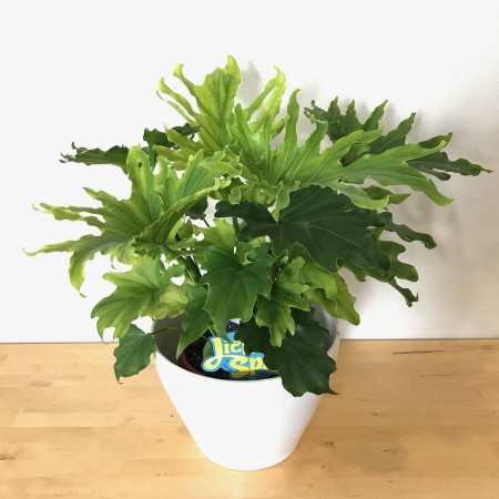  PHILODENDRON SELLOUM 'LITTLE HOPE -  500- 550   .