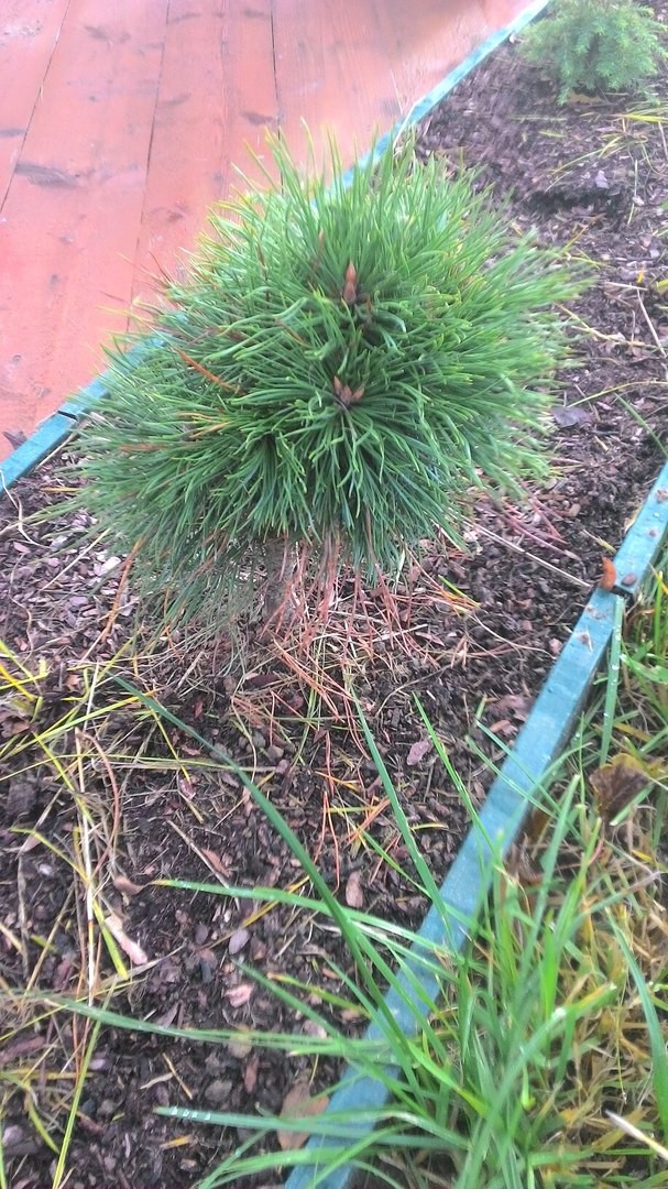  Pinus mugo Varella