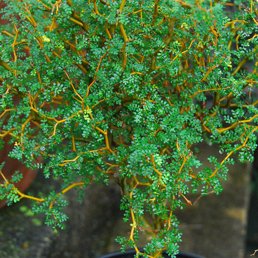  Sophora microphylla 