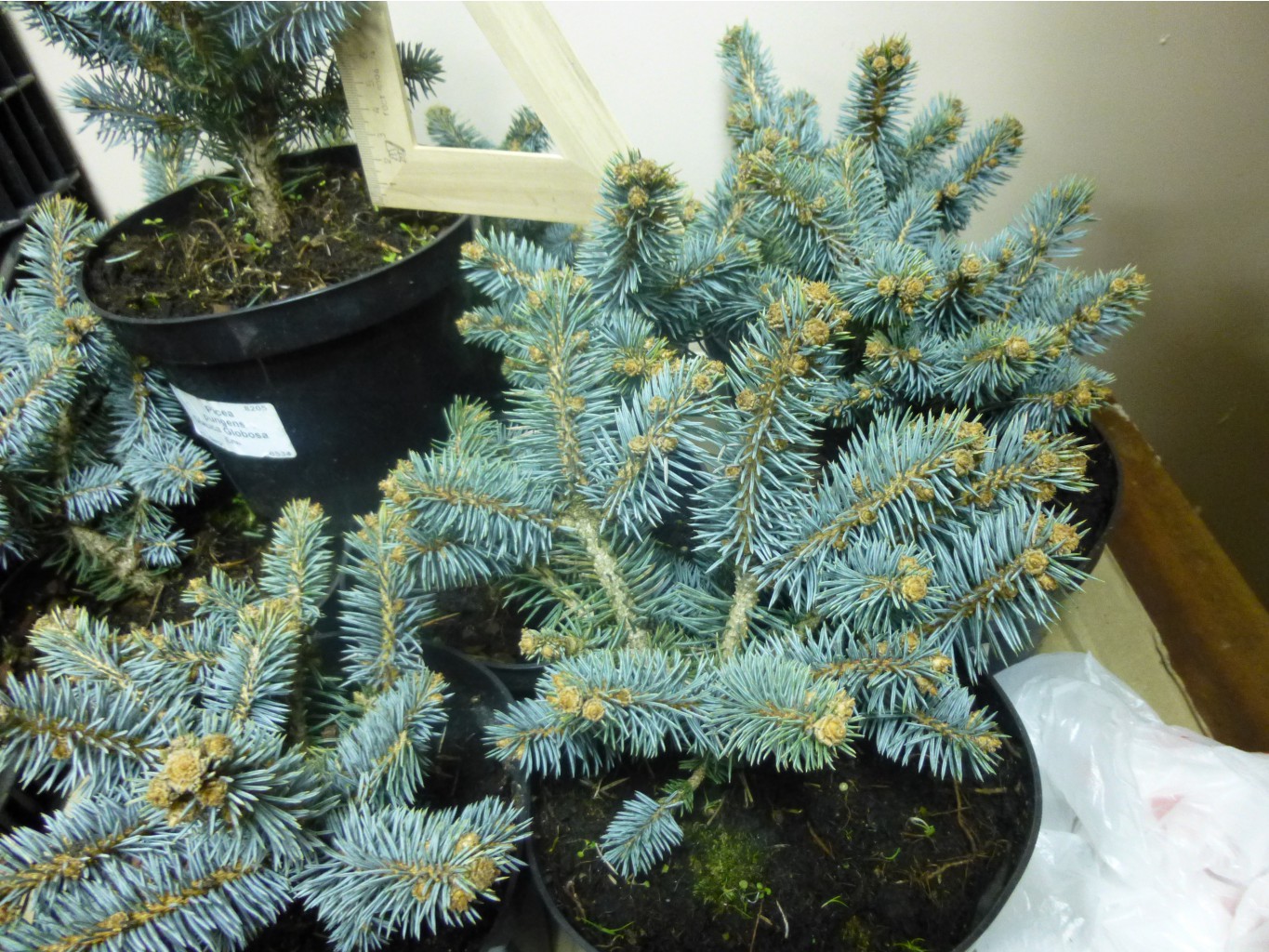  Picea pungens Glauca Globosa_C1.5