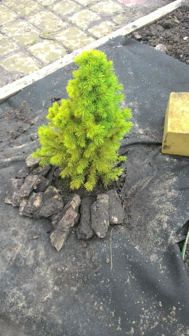    /Picea glauca Daisy's White