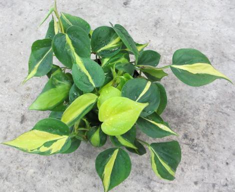    (Philodendron Brasil)-   300 .