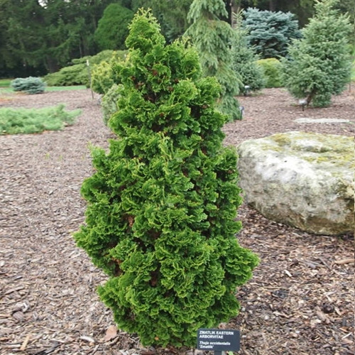 500x500.Thuja occidentalis Zmatlik