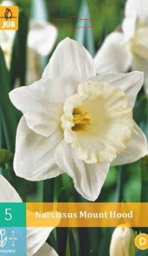 305.560,  (Narcissus) Mount Hood, 5   , 204, 3 — .jpg