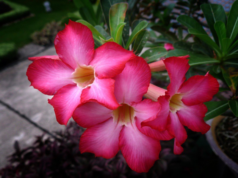   (Adenium)