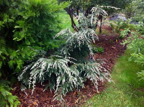 Tsuga canadensis Gentsch White.jpg 