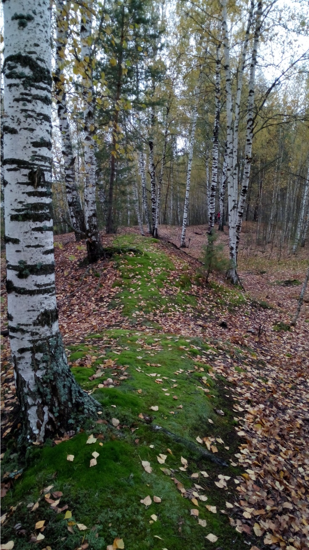 IMG 20171007 105236.jpg