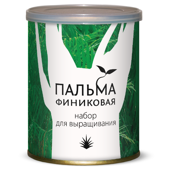 Растение В Банке Пальма Финиковая 105 руб