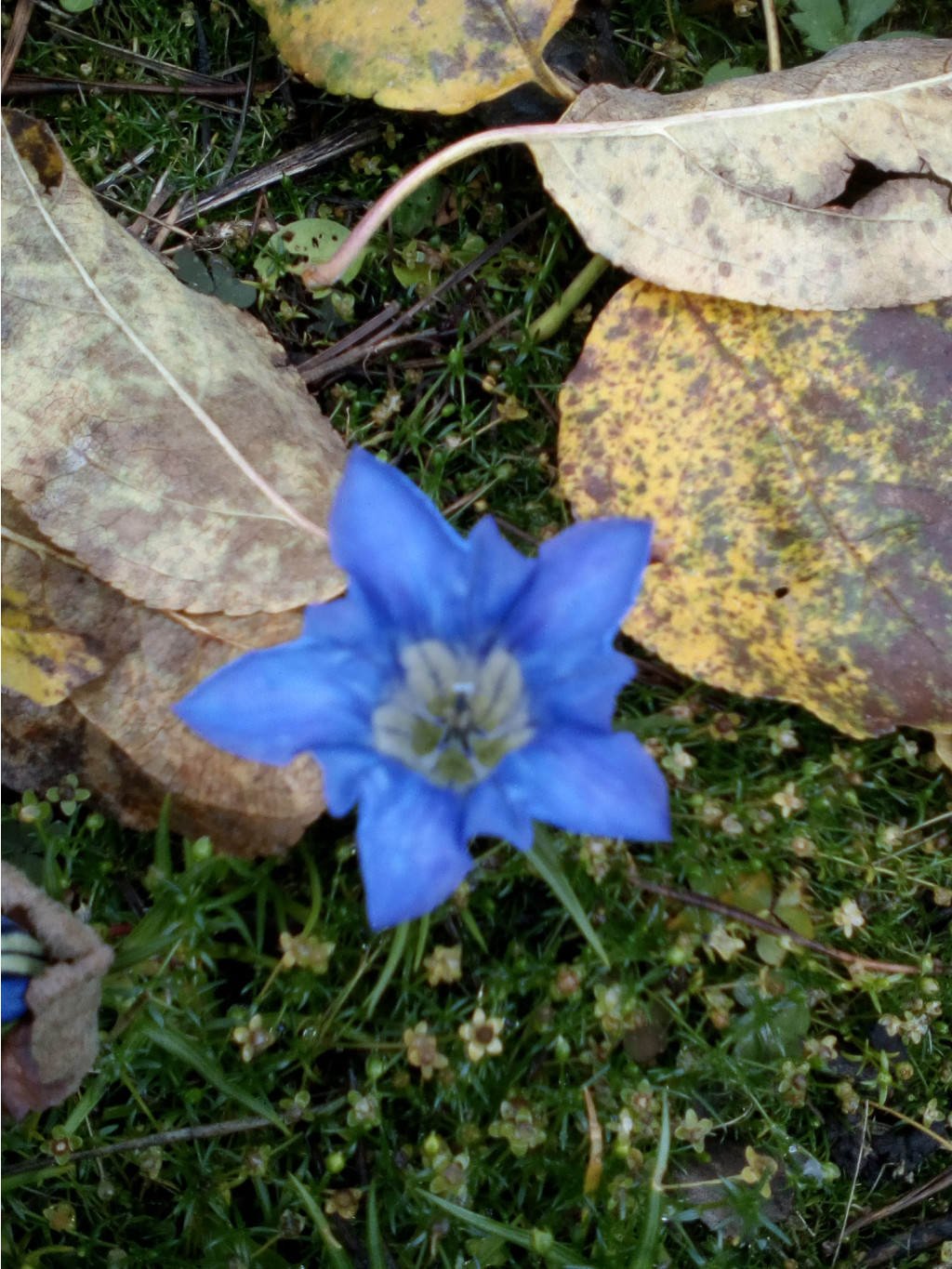 IMG 20171018 133400.jpg
