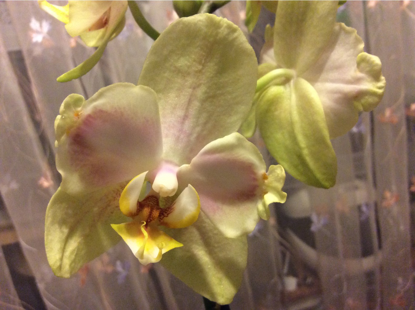 1) Phalaenopsis Golden Jaguar