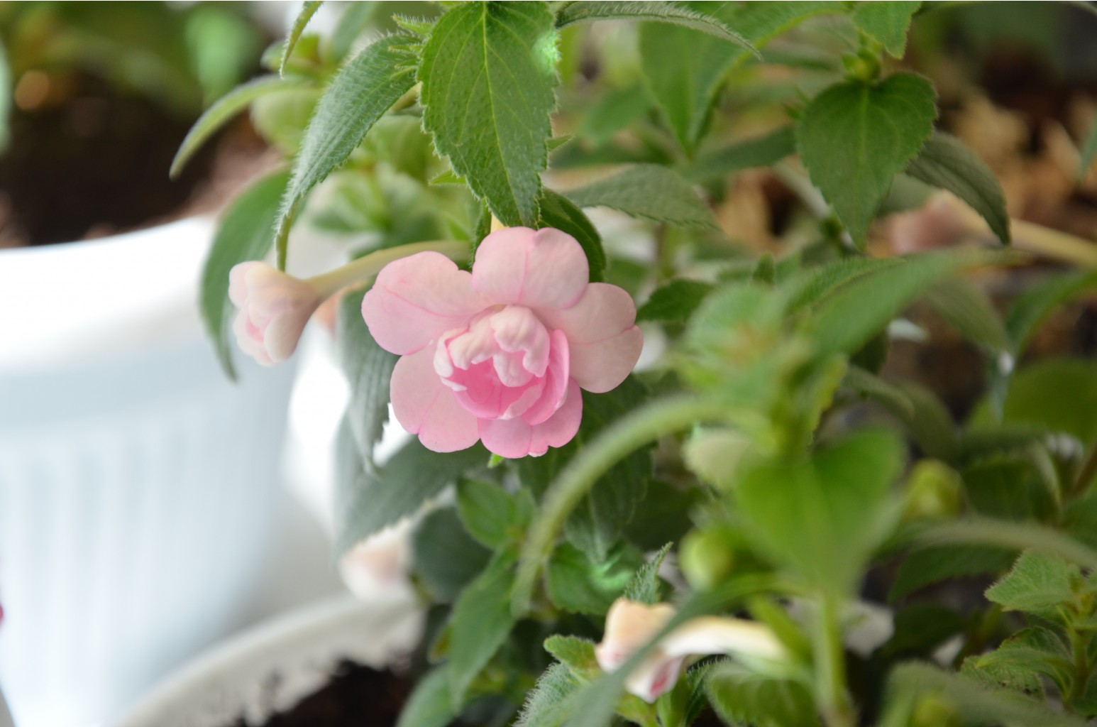 DOUBLE PINK ROSE