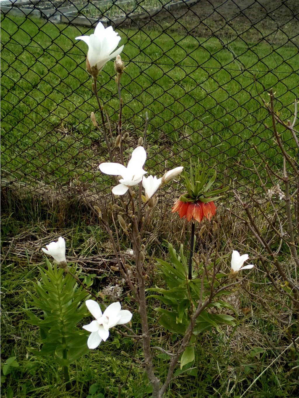 IMG 20170510 103838.jpg