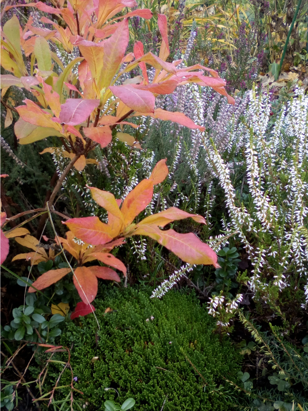 IMG 20171018 133909.jpg