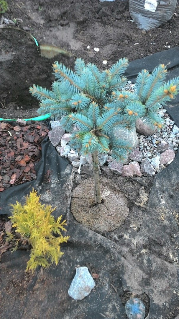    /Picea pungens Glauca Globosa