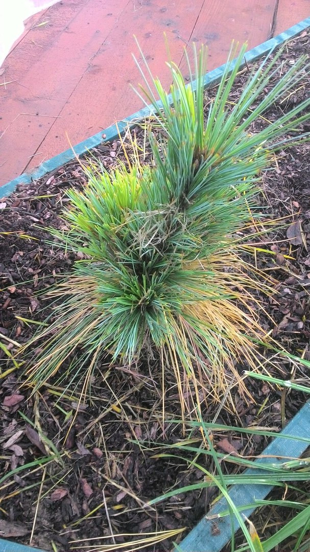  Pinus x schwerinii Wiethorst