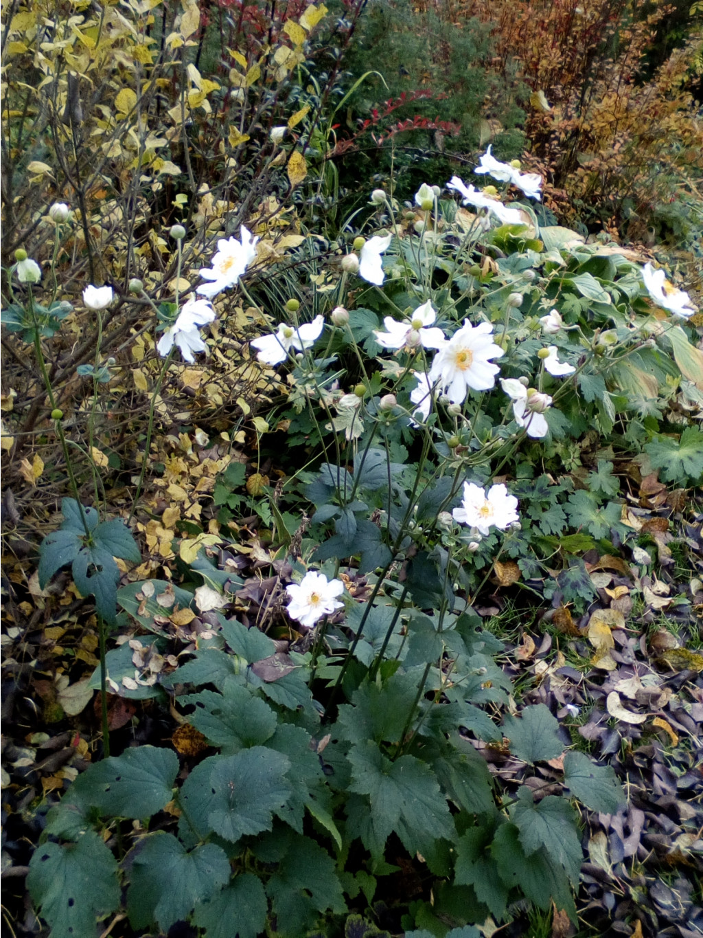 IMG 20171018 133721.jpg