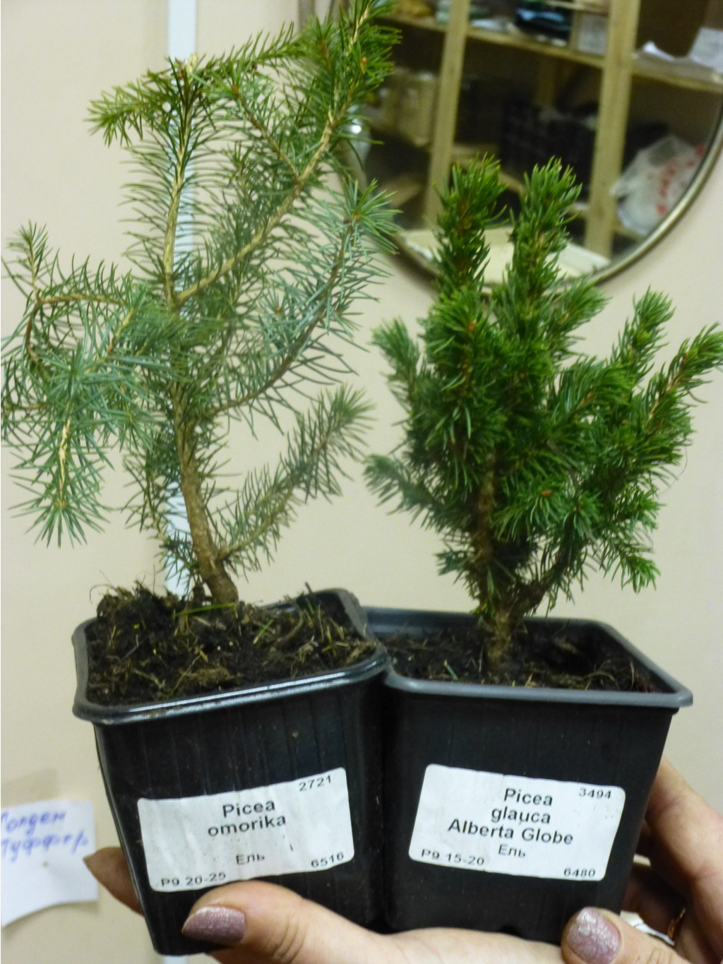   (Picea Omorika)   <<Alberta Globe>>