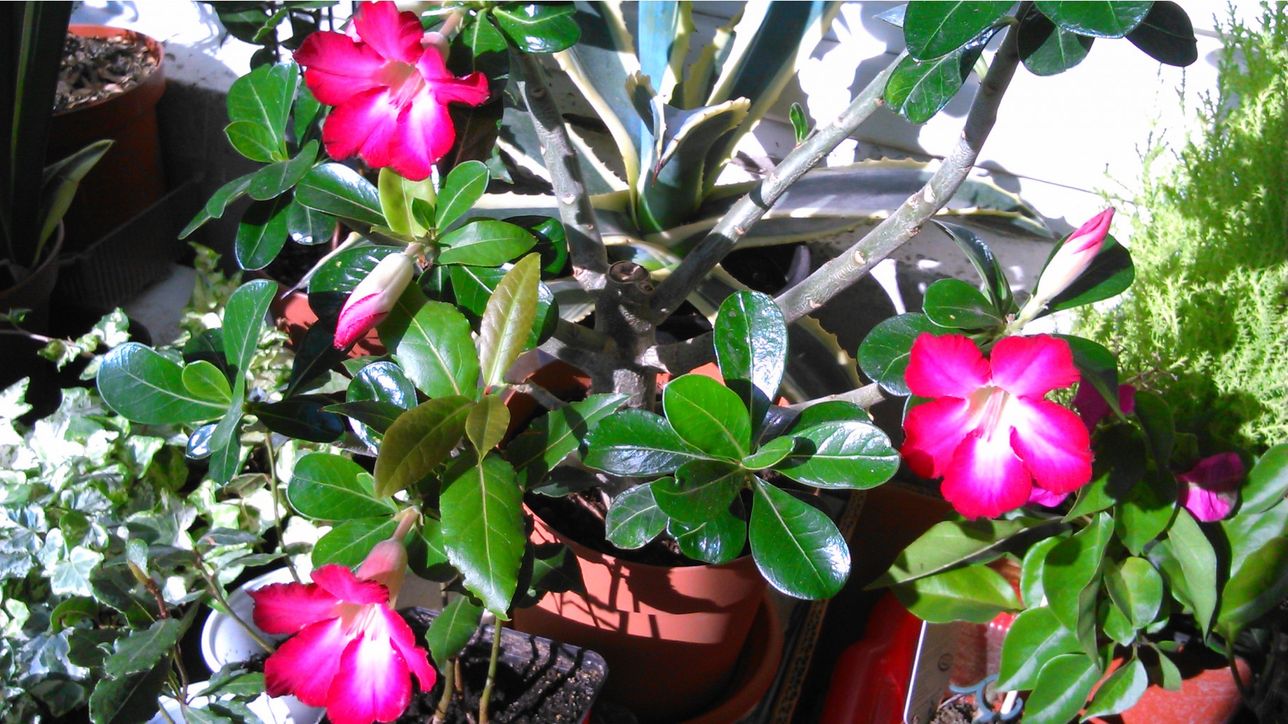   (Adenium)