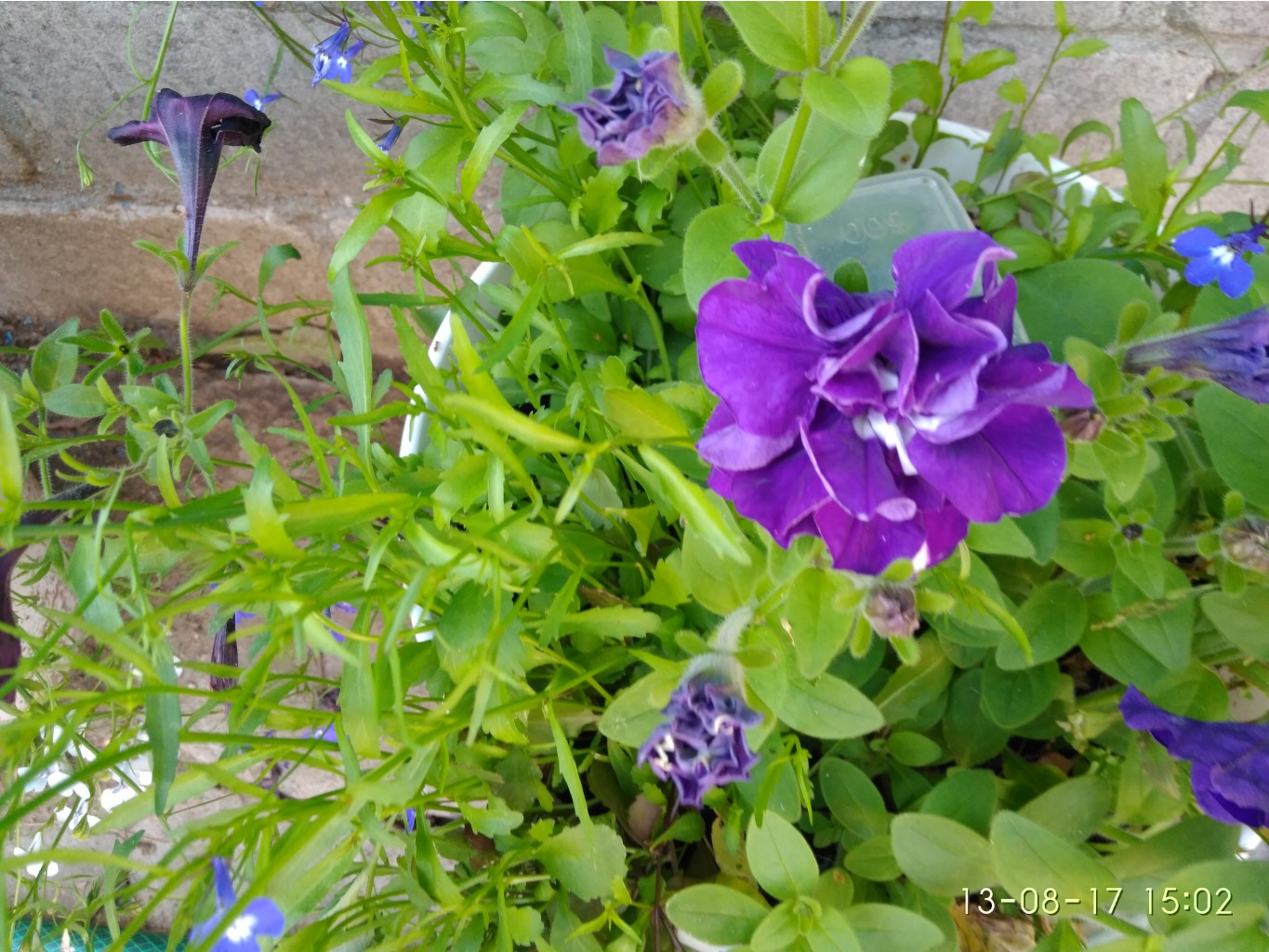 IMG 20170813 150224.jpg