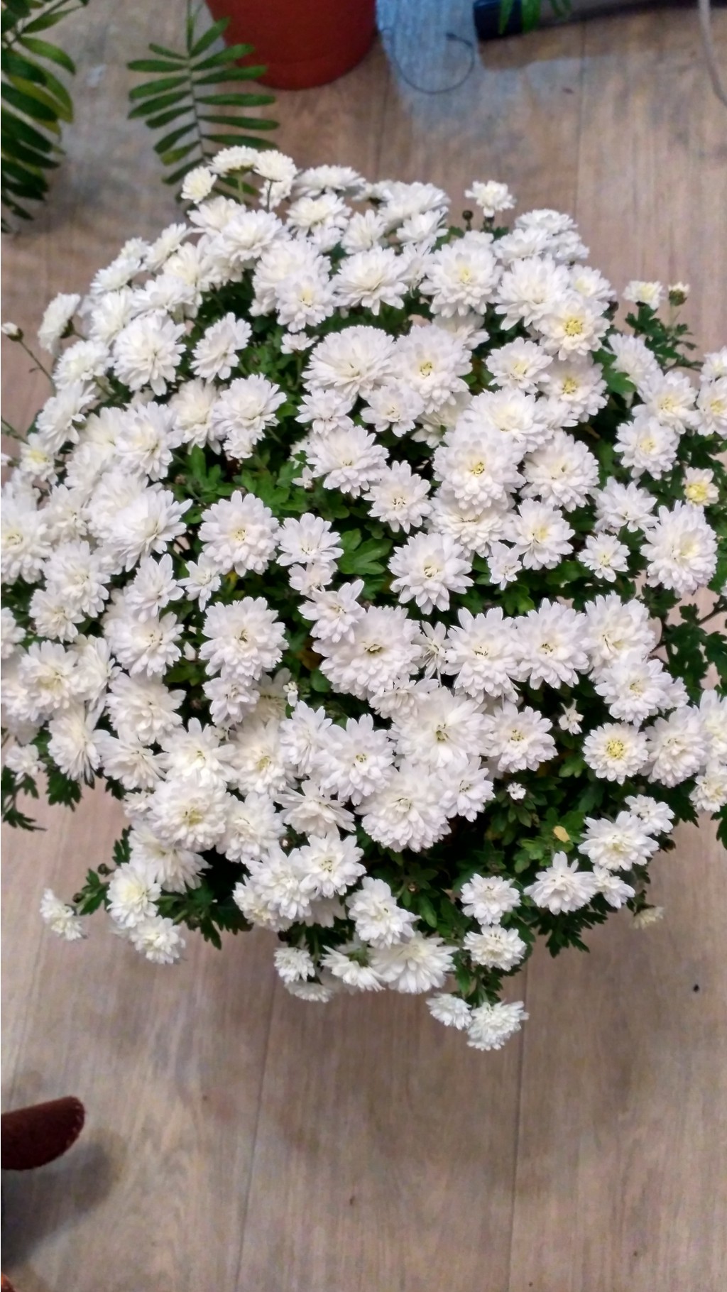 IMG 20171125 202457 HDR.jpg